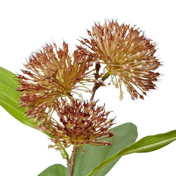Sweet Gum Pom Pom Spray Pack of 12 - Brown, 71cm (H)