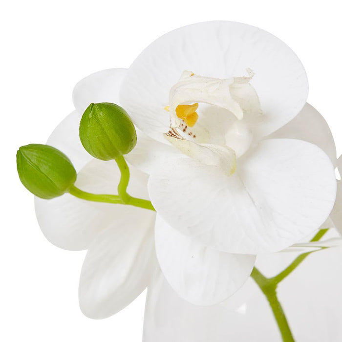 Phalaenopsis - White/Clear, 15cm (H)