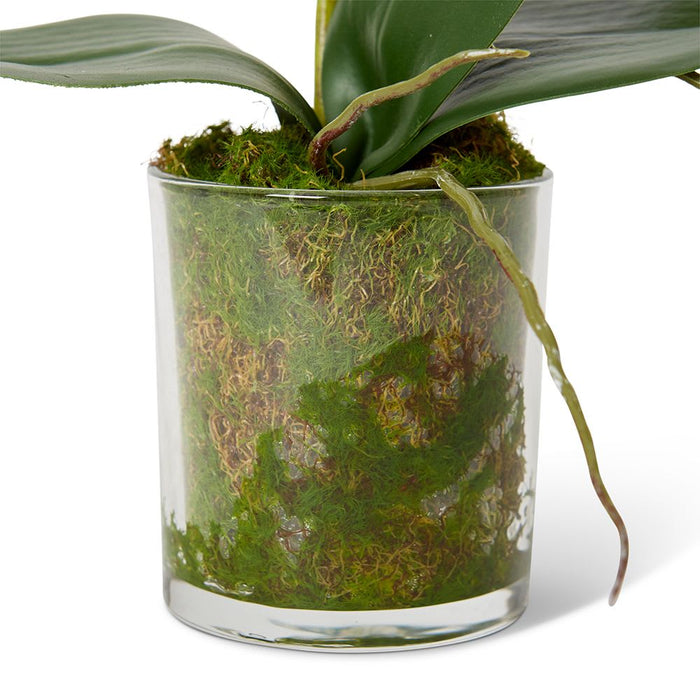 Phalaenopsis Mini - Green/Clear, 30cm (H)
