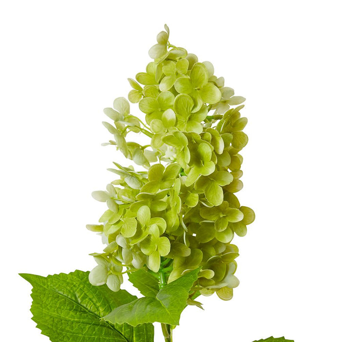 Cone Hydrangea (RT) Pack of 12 - Green, 75cm (H)