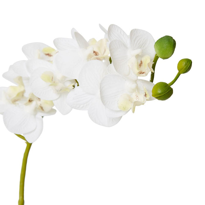 Phalaenopsis Mini - White/Clear, 30cm (H)