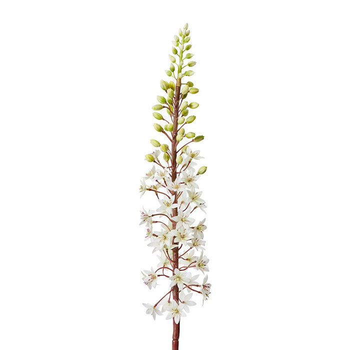 Eucomis Stem Pack of 6 - White, 89cm (H)