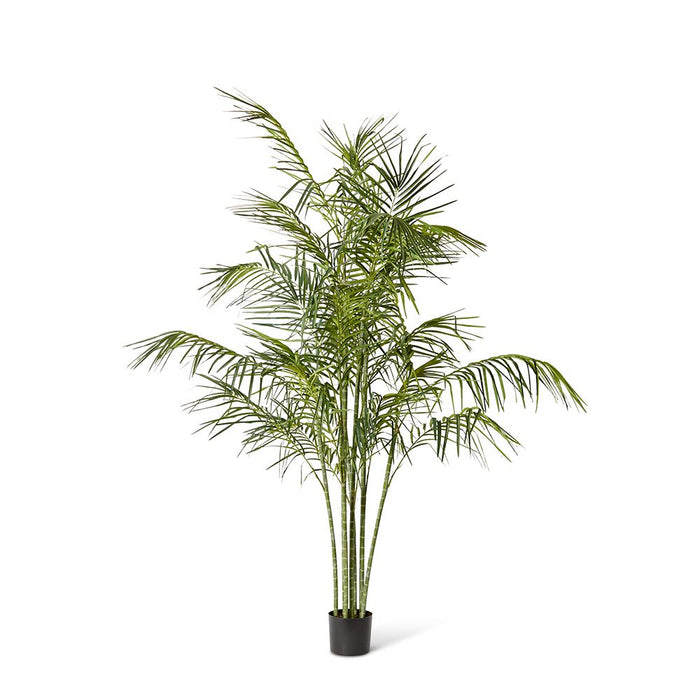 Cane Palm - Green, 220cm (H)