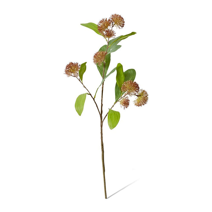 Sweet Gum Pom Pom Spray Pack of 12 - Brown, 71cm (H)