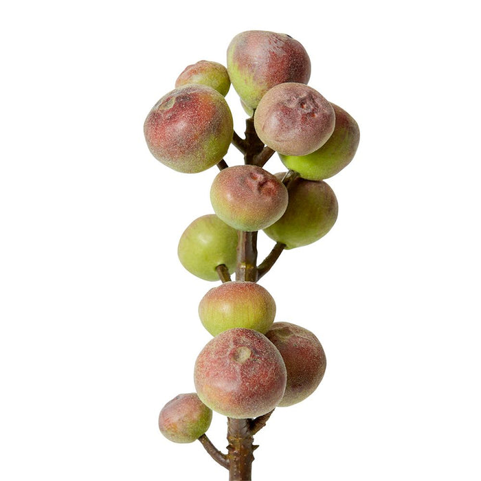 Fig Stem Pack of 12 - Green Brown, 56cm (H)