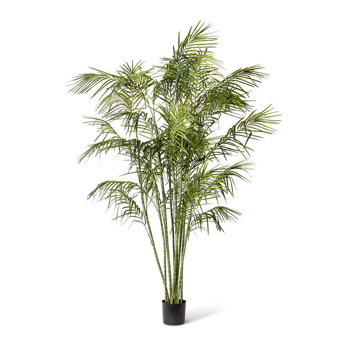 Cane Palm - Green, 270cm (H)