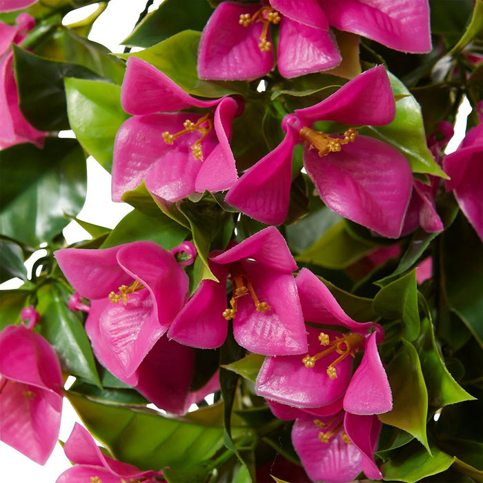 Bougainvillea (Outdoor) Hangin Pack of 10 - Hot Pink, 92cm (H)