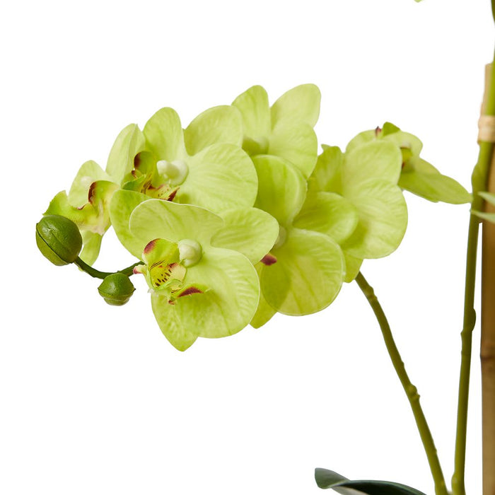 Phalaenopsis Mini - Green/Clear, 40cm (H)