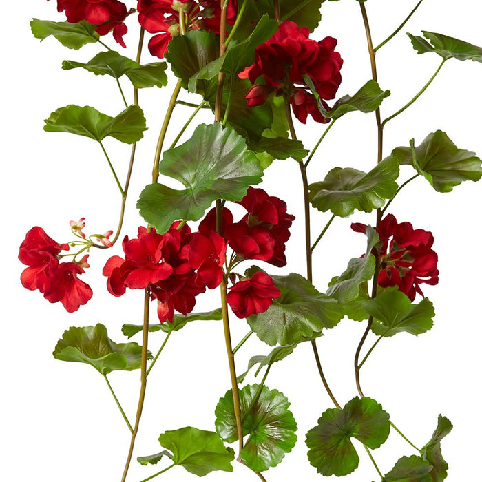 Geranium (Outdoor) Bush Pack of 6 - Red, 86cm (H)