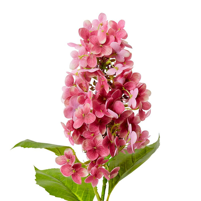 Cone Hydrangea (RT) Pack of 12 - Pink, 75cm (H)
