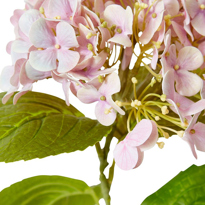 Hydrangea Bloom Stem Pack of 12 - Pink, 60cm (H)