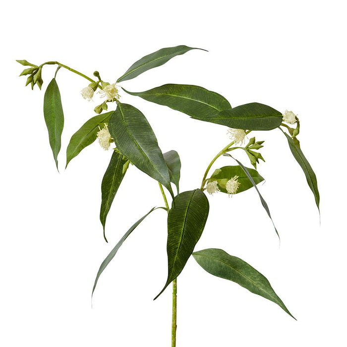 Flowering Eucalyptus Pack of 12 - White, 75cm (H)