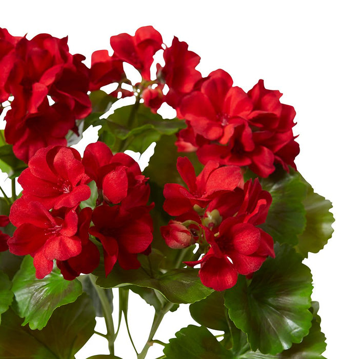 Geranium (Outdoor) Bush Pack of 12 - Red, 41cm (H)