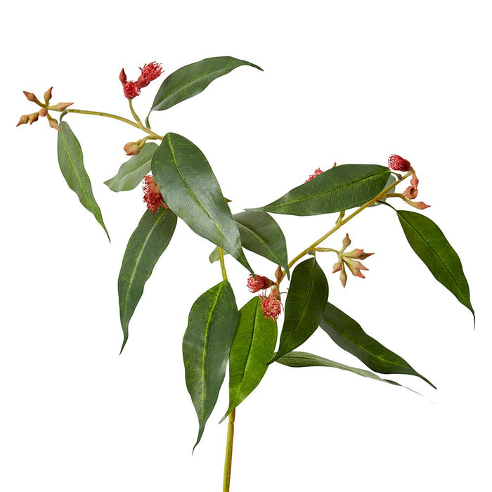 Flowering Eucalyptus Pack of 12 - Red, 75cm (H)