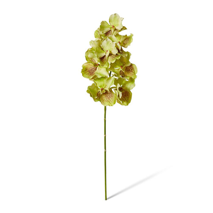 Vanda Grand Orchid Pack of 8 - Green Brown, 71cm (H)