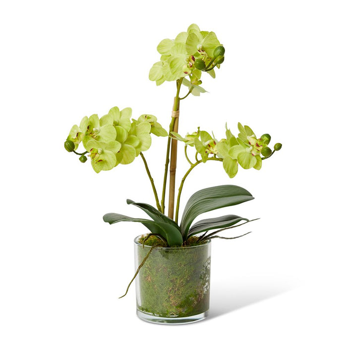 Phalaenopsis Mini - Green/Clear, 40cm (H)