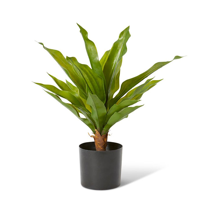 Dracaena Potted (Outdoor) - Green, 48cm (H)