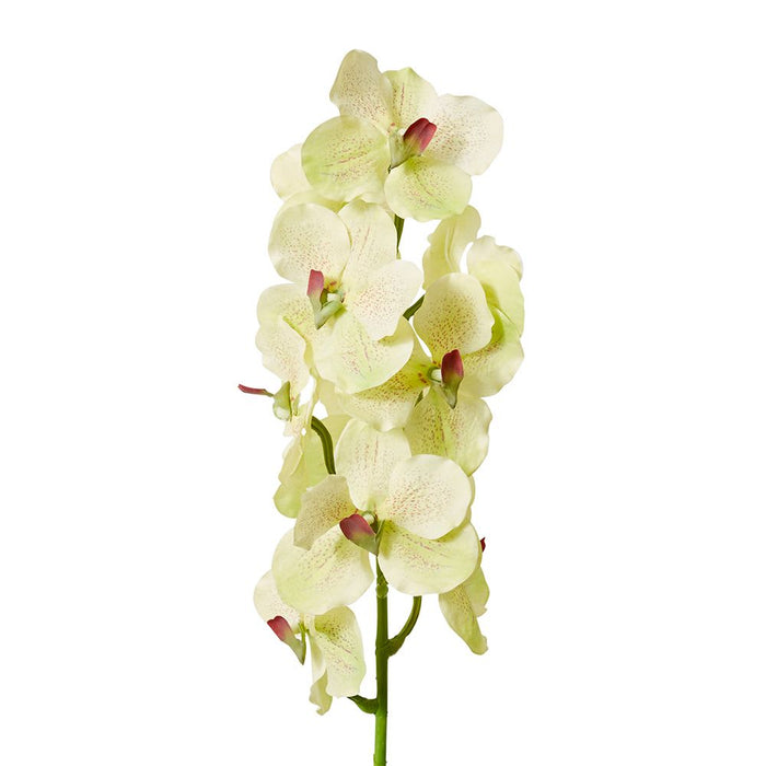 Vanda Orchid Pack of 12 - Green, 80cm (H)